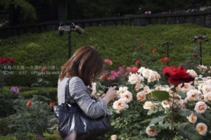 ［6］高貴な薔薇と淑女