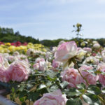 ［6］薔薇の香りに囲まれて、朝の庭園散歩