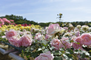 ［6］薔薇の香りに囲まれて、朝の庭園散歩