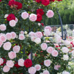 ［6］神代植物公園でバラの香りに誘われて