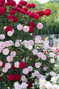 ［6］神代植物公園でバラの香りに誘われて