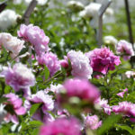 ［6］目にも鮮やかな、芍薬（しゃくやく）の美しさ！