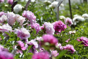 ［6］目にも鮮やかな、芍薬（しゃくやく）の美しさ！