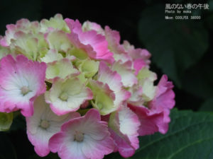 ［6］飛鳥山の紫陽花、見頃までもう少し！？