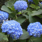 ［6］飛鳥山の紫陽花、今が見頃！！