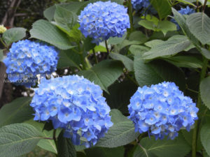 ［6］飛鳥山の紫陽花、今が見頃！！