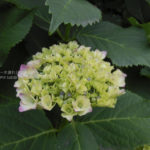 ［6］２０１３年、紫陽花の季節がやってきました！