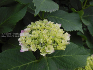 ［6］２０１３年、紫陽花の季節がやってきました！