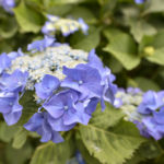 ［6］梅雨の花と言えば、やっぱり紫陽花！
