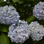 ［6］ヨーロッパで生まれて、日本に凱旋帰国したアジサイ