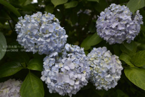 ［6］ヨーロッパで生まれて、日本に凱旋帰国したアジサイ