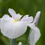 ［6］花言葉は「うれしい知らせ、心意気」の梅雨に咲く花と言えば！？