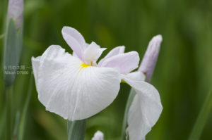 ［6］花言葉は「うれしい知らせ、心意気」の梅雨に咲く花と言えば！？