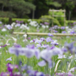 ［6］堀切菖蒲園の花菖蒲が満開に！！