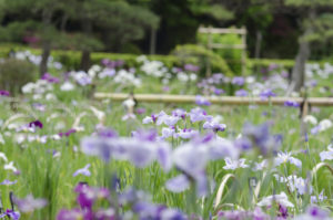 ［6］堀切菖蒲園の花菖蒲が満開に！！