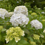 ［6］松戸のあじさい寺、本土寺の紫陽花