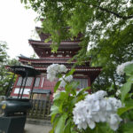［6］松戸の本土寺、お寺と紫陽花のコラボレーションが合いますね♪