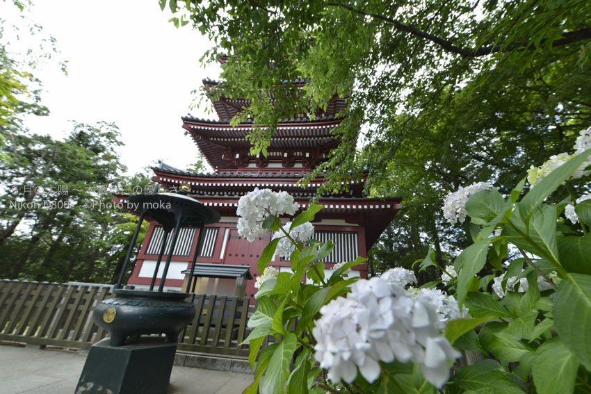 ［6］松戸の本土寺、お寺と紫陽花のコラボレーションが合いますね♪