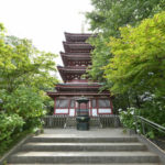 ［6］松戸のあじさい寺、本土寺の紫陽花が見ごろを迎えました