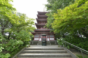 ［6］松戸のあじさい寺、本土寺の紫陽花が見ごろを迎えました