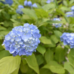 ［6］待望の雨を受けて花開く、本土寺の紫陽花