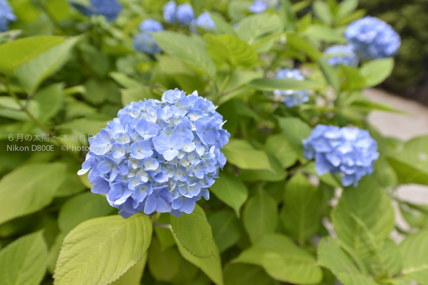 ［6］待望の雨を受けて花開く、本土寺の紫陽花