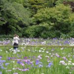 ［6］千葉県の紫陽花寺本土寺で、一面の花菖蒲畑に一人のカメラ女子