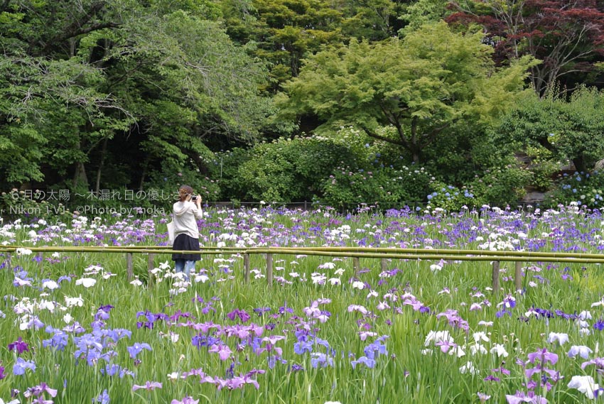 ［6］千葉県の紫陽花寺本土寺で、一面の花菖蒲畑に一人のカメラ女子