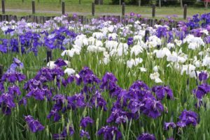 ［6］６月２５日まで開催されている、水元公園菖蒲まつり