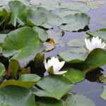［6］透けるような花ビラで水に浮かぶスイレン