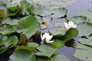 ［6］透けるような花ビラで水に浮かぶスイレン