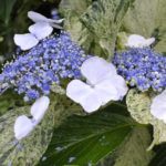 ［6］今週末がピーク！！　東京王子の飛鳥山公園に咲くアジサイ