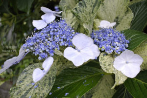 ［6］今週末がピーク！！　東京王子の飛鳥山公園に咲くアジサイ