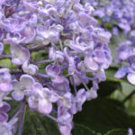 ［6］待望の雨に、雫を蓄えて！  − 飛鳥山の紫陽花 −