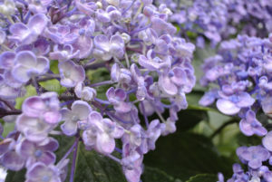 ［6］待望の雨に、雫を蓄えて！  − 飛鳥山の紫陽花 −
