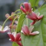 ［6］日本の梅雨は、熱帯植物園よりも更に蒸し暑い！？