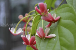［6］日本の梅雨は、熱帯植物園よりも更に蒸し暑い！？