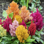 ［6］梅雨空の下、花壇を彩る花々は、まるで地上の珊瑚のよう！