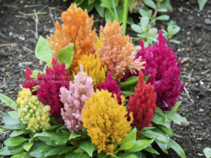 ［6］梅雨空の下、花壇を彩る花々は、まるで地上の珊瑚のよう！