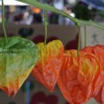 ［6］浅草ほおずき市の熱気に、猛暑もタジタジ！！