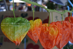 ［6］浅草ほおずき市の熱気に、猛暑もタジタジ！！