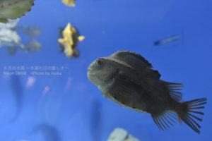 ［6］私にとって、夏の暑い日の撮影に最高な場所！