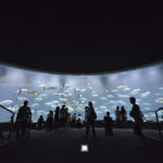 ［6］高級食材も、水族館で見ると、美しくてご馳走には見えませんね！