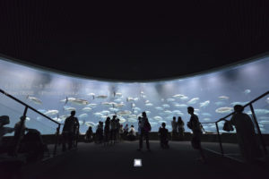 ［6］高級食材も、水族館で見ると、美しくてご馳走には見えませんね！