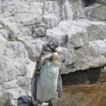 ［6］暑さに負けずに、猛暑に真っ向から立ち向かうペンギンたち！！