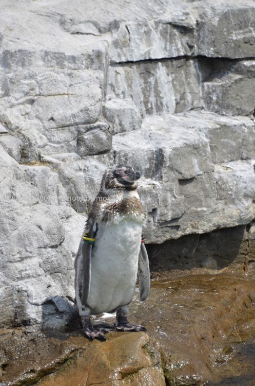 ［6］暑さに負けずに、猛暑に真っ向から立ち向かうペンギンたち！！