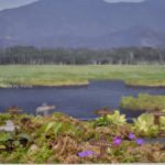 ［6］食虫植物を見ながら、ハイキング気分！！