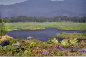 ［6］食虫植物を見ながら、ハイキング気分！！