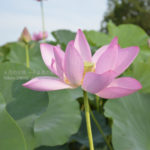 ［6］３０００年の眠りから目覚めた、生命力に溢れる行田蓮