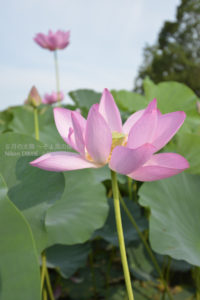 ［6］３０００年の眠りから目覚めた、生命力に溢れる行田蓮